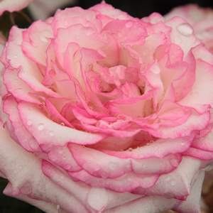 Интернет-Магазин Растений - Poзa Хэндел - бело-розовая - Роза флорибунда  - роза с тонким запахом - Сэмюэл Макгреди IV - Очень декоративный и красивый сорт подходит для посадки в большом количестве на клумбах.